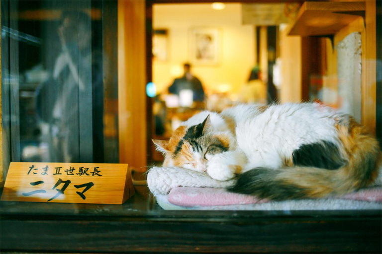 Wakayama Kishigawa Station, Shirahama Onsen, Coast Day Tour