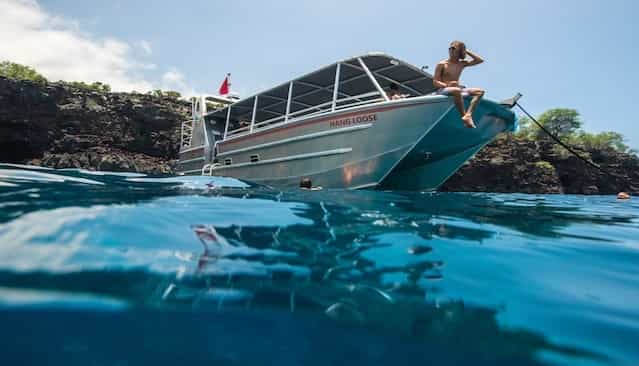 big island kealakekua bay capt. cook wild dolphin tour