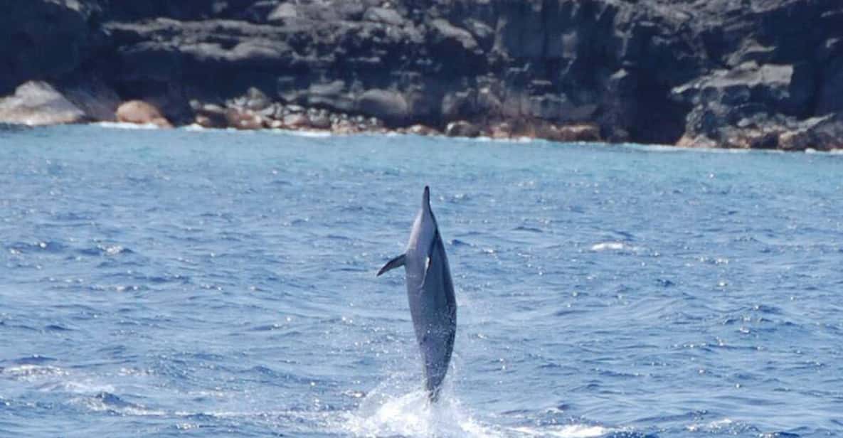 Big Island: Kealakekua Bay, Captain Cook & Marine Life Tour