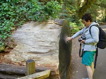Coastal Redwoods Besuchen & San Francisco Hop On / Off-Tour Coastal Redwoods Besuchen & San Francisco Hop On / Off-Tour