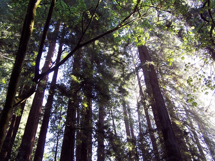 SF: Guided Muir Woods Tour & Hop-On Hop-Off Tour (Save 15%) image 3