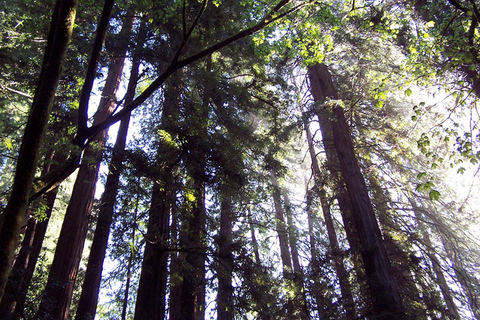SF: Guided Muir Woods Tour & Hop-On Hop-Off Tour (Save 15%)