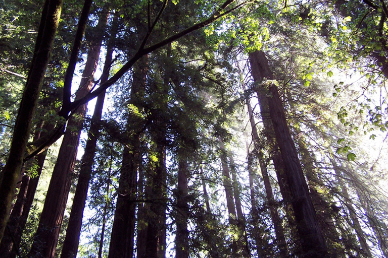 SF: Guided Muir Woods Tour & Hop-On Hop-Off Tour (Save 15%)