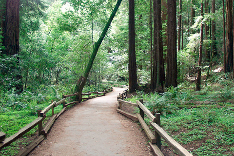 SF: Guided Muir Woods Tour & Hop-On Hop-Off Tour (Save 15%)