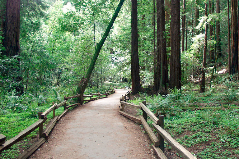 SF: Guided Muir Woods Tour & Hop-On Hop-Off Tour (Save 15%)