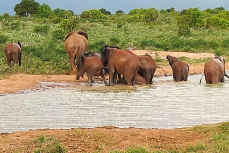 Amboseli Wildlife Dagtour en Masai Bezoeken