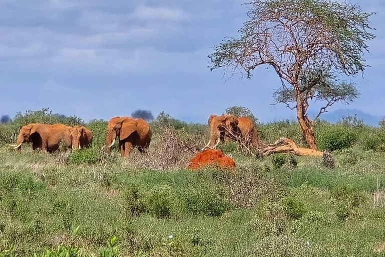 Tsavo East National Park Day Trip with Lunch