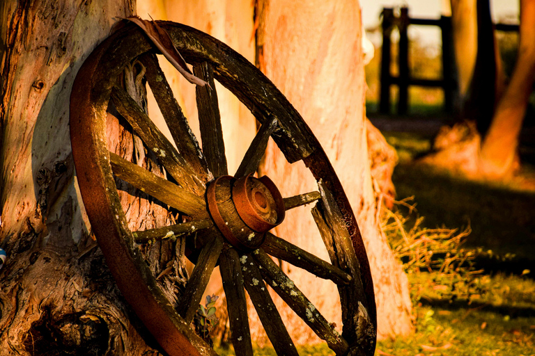 Bukarest: Tagestour Ranch mit Haustieren