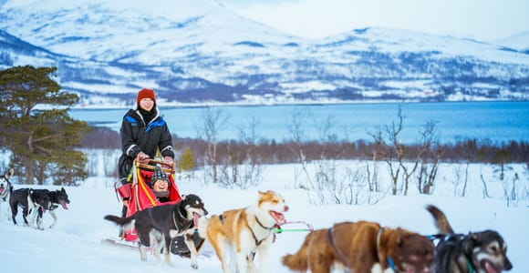 Tromsø: Husky Sled Self-Drive with Traditional Lunch