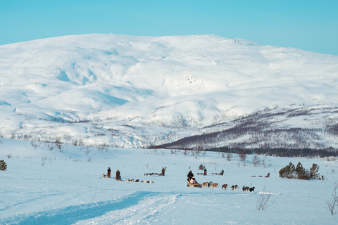 Tromsø: Guida autonoma in slitta trainata da husky con pranzo tradizionale