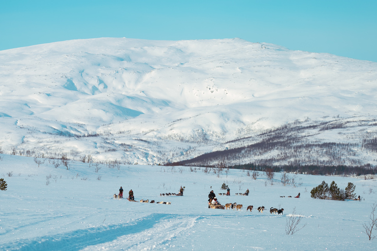 Tromsø: Samodzielna przejażdżka zaprzęgiem husky z tradycyjnym lunchem