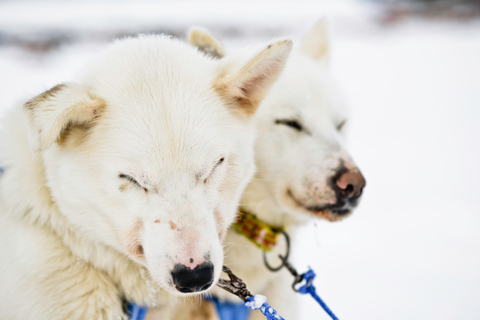 Tromsø: Husky slee zelf rijden met traditionele lunch