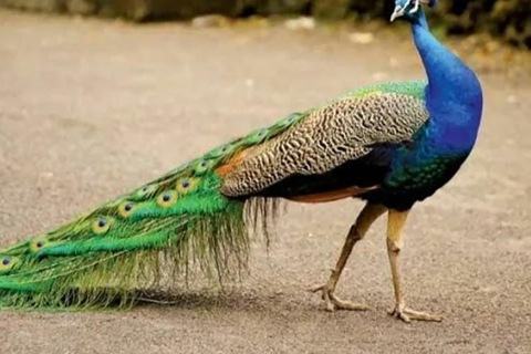 زنجبار: جولة في مدينة ستون تاون وجزيرة بريزون مع غروب الشمس