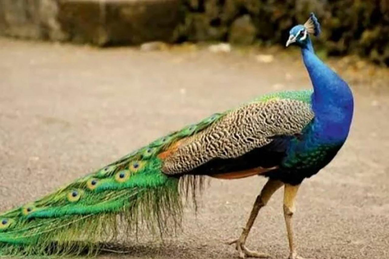 زنجبار: جولة في مدينة ستون تاون وجزيرة بريزون مع غروب الشمس