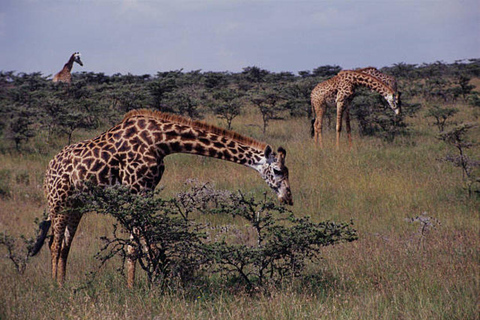 Mezza giornata nel Parco Nazionale di Nairobi con ritiro gratuito