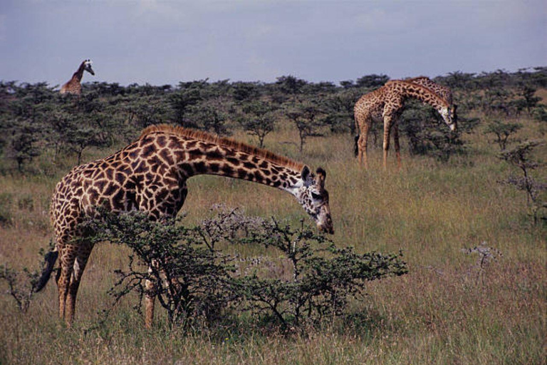 Demi-journée au parc national de Nairobi avec prise en charge gratuite