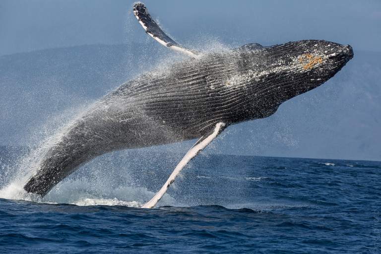 From Lahaina: Golden Hour Whale Watch aboard Alihilani