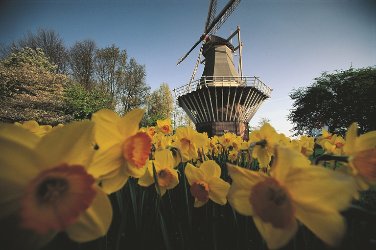 From Amsterdam: Keukenhof Gardens & Tulip Experience Tour Keukenhof Gardens Trip without Canal Tour Voucher
