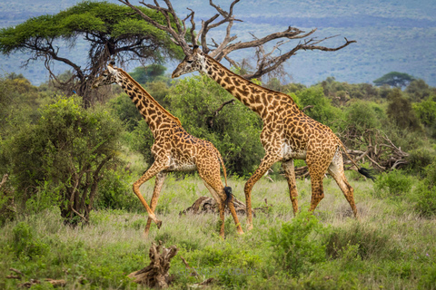 2-Day Tsavo East Safari with Meals and Hotel, Open roof jeep