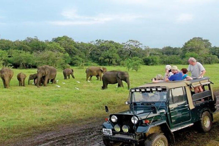 Sigiriya: Minneriya National Park Private Jeep Safari Tour Dambulla: Minneriya National Park Private Jeep Safari Tour