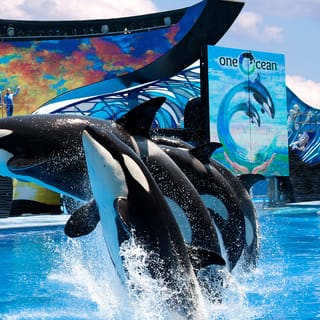 SeaWorld Orlando: Park Admission Ticket