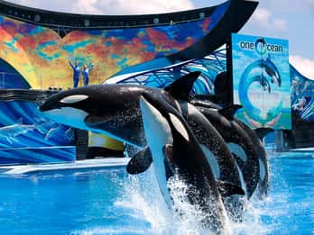 SeaWorld Orlando: Eintrittskarte SeaWorld Orlando: Eintrittskarte