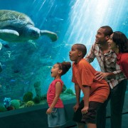 SeaWorld Orlando: biglietto d'ingresso al parco