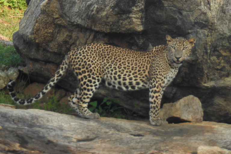 From Ella & Yala Safari and drop Waligama, Mirissa, Tangalle Yala Leopard and Elephants safari Full day