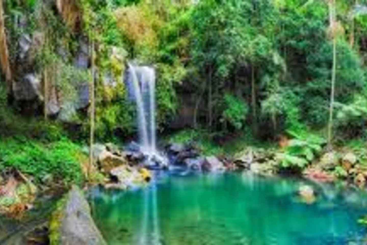 Tamborine Mountain & Rainforest Discovery Tour from Brisbane