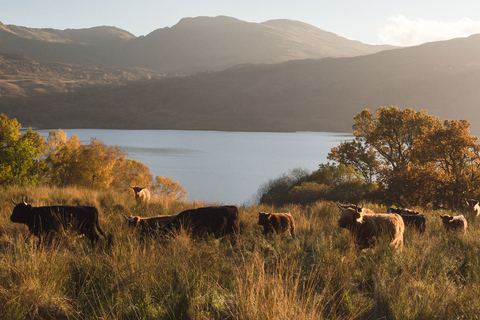 Recorrido por Glasgow y los lagos escoceses en italianoVisita a Glasgow, Loch Lomond y Loch Katrine en italiano