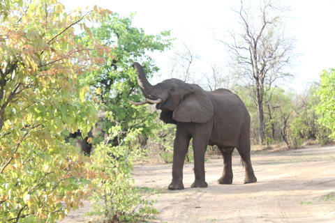 Victoria Falls: Safari game drive tour 3 hours