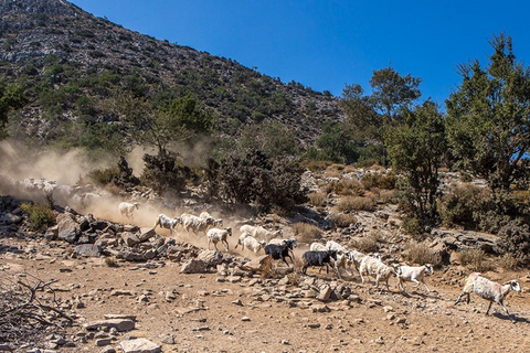 Chania: White Mountains Safari Tour with Lunch and Tastings