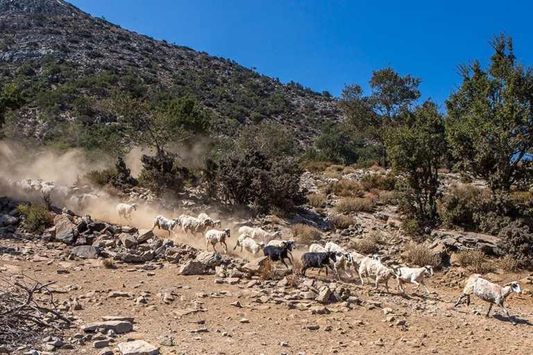 Chania: White Mountains Safari Tour with Lunch and Tastings