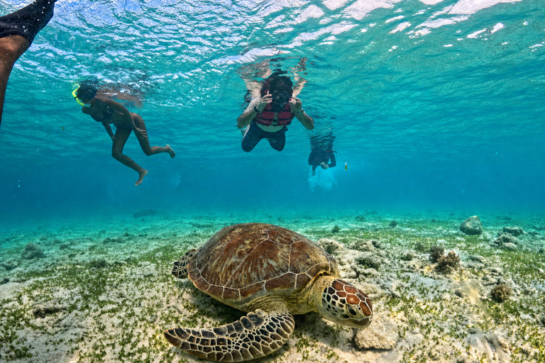 From Lombok: 3-Gili Islands Snorkeling with Turtles & Reefs Half-Day Private Snorkeling Tour from Gili Meno