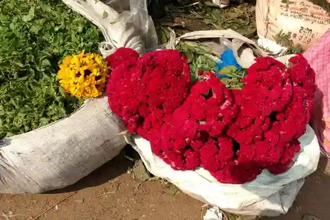 Kolkata: Half-Day Morning Tour w/ Flower Market