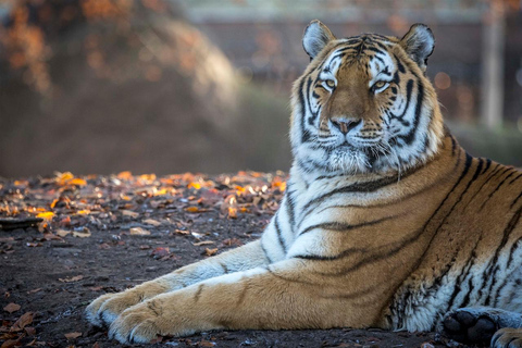 بروجليت تذكرة دخول حديقة حيوان بايري دايزاأيام الأسبوع