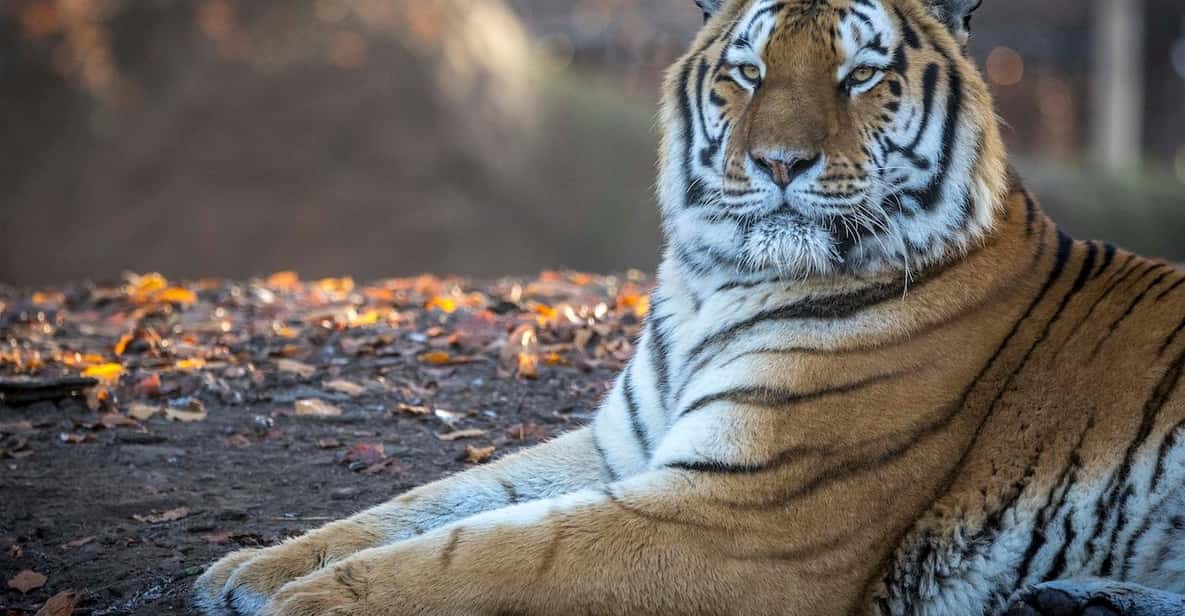 Afbeelding 15 van Brugelette: Pairi Daiza Zoo inclusief toegangsbewijs voor 'Edenya'