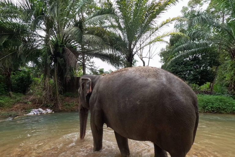 Khao Lak Ethical Elephant Sanctuary Overnight Program Tour with Pickup