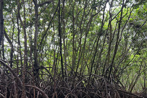 ZANZIBAR: Mangrove Kayaking and Turtle Swim at Salaam Cave PRIVATE TOUR INCLUDES TRANSFER