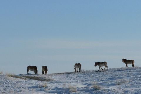 Mongolia: Parque Nacional de Hustai