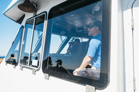 San Pedro: West Harbor LA Dolphin & Whale Watching Cruise