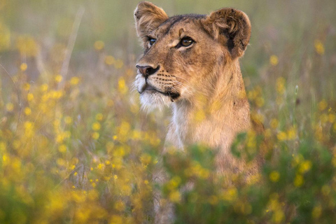 Nairobi: 6Days Maasai Mara, Nakuru and Amboseli Group Safari Accomodation Upgrade