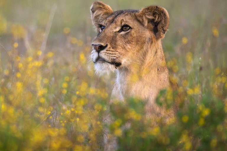 Nairobi: 6Days Maasai Mara, Nakuru and Amboseli Group Safari Accomodation Upgrade