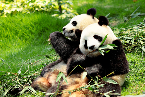 成都熊猫基地和乐山大佛之旅