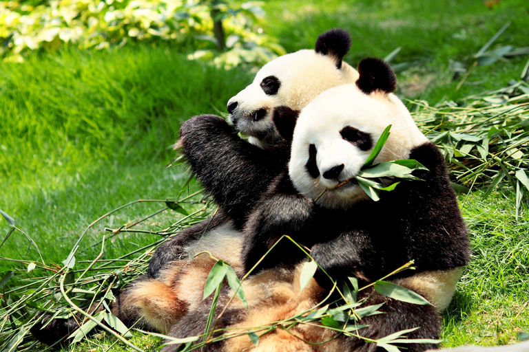 成都熊猫基地和乐山大佛之旅