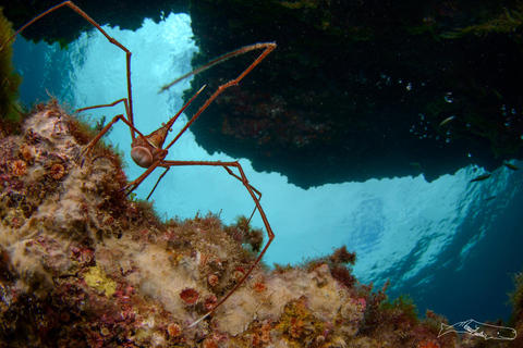 Puerto del Carmen, Lanzarote: Snorkeling Tour