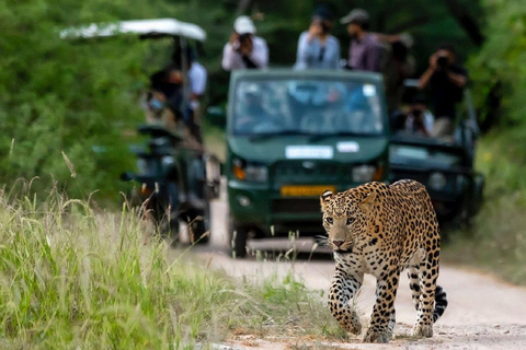 Jaipur: Half-Day Jhalana Leopard Safari with Guide