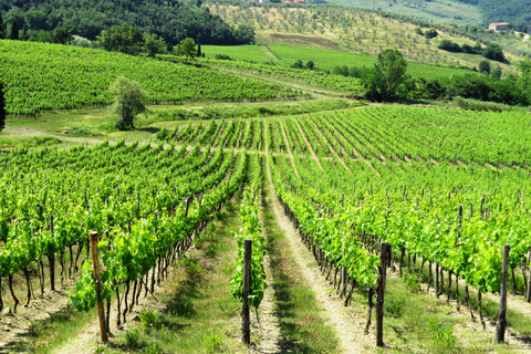 Da Firenze: Tour del vino Chianti con degustazioniTour pomeridiano con degustazione di vini in spagnolo