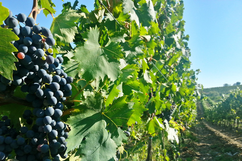 Da Firenze: Tour del vino Chianti con degustazioniTour pomeridiano con degustazione di vini in spagnolo