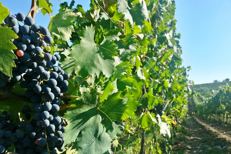 Cata de auténticos vinos Chianti desde FlorenciaCata de vino en español